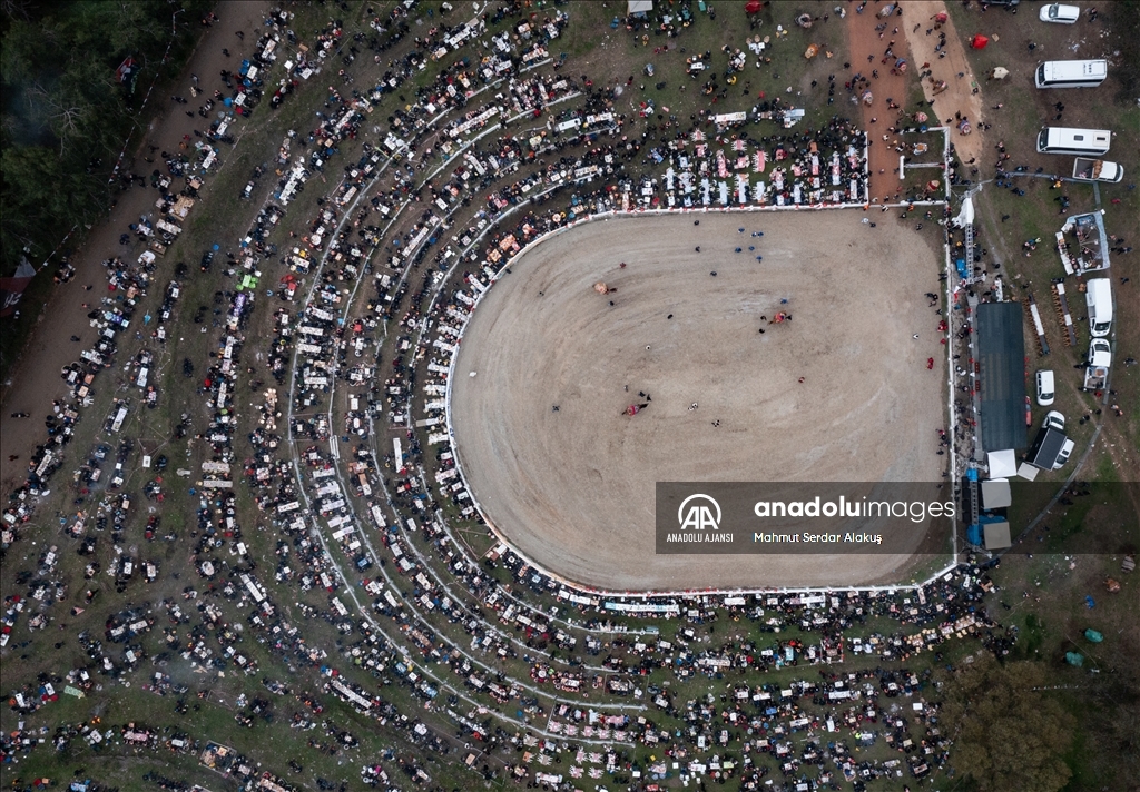 42. Efes Selçuk Deve Güreşleri Festivali yapıldı