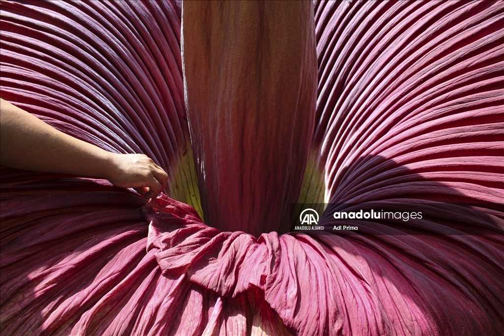Endonezya'da kötü kokulu dev çiçek "Titan Arum" açtı