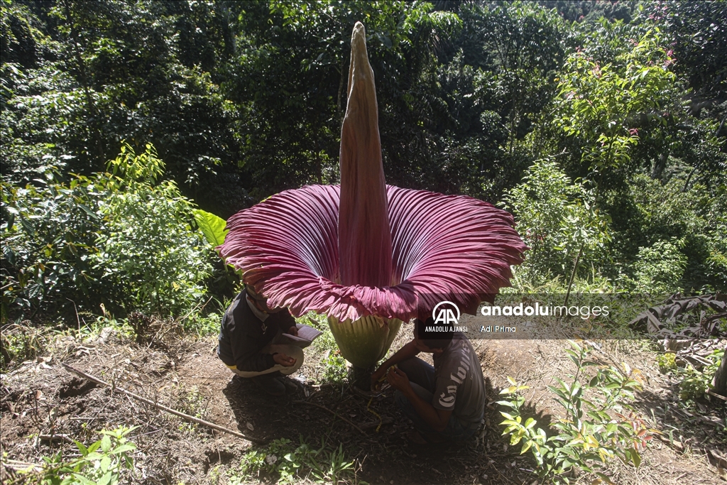 Endonezya'da kötü kokulu dev çiçek "Titan Arum" açtı
