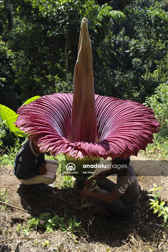 Endonezya'da kötü kokulu dev çiçek "Titan Arum" açtı