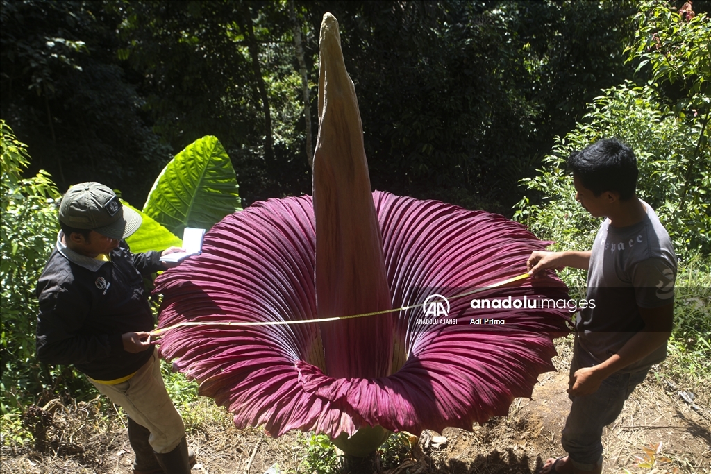 Endonezya'da kötü kokulu dev çiçek "Titan Arum" açtı
