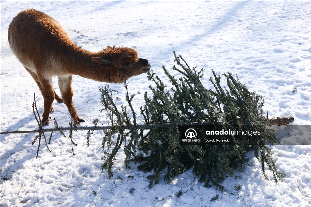 Old Christmas trees collected as animal snacks in Poland Anadolu Ajansı