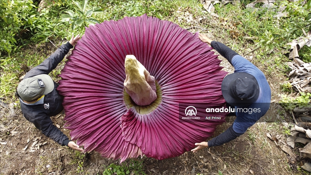 Endonezya'da kötü kokulu dev çiçek "Titan Arum" açtı