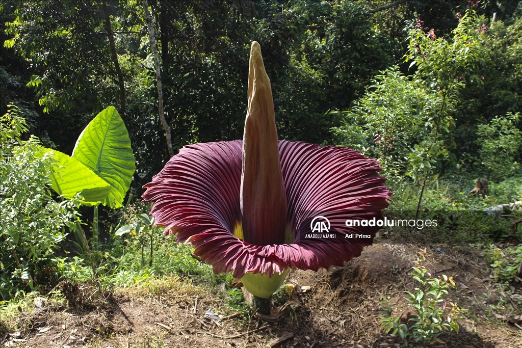 Endonezya'da kötü kokulu dev çiçek "Titan Arum" açtı