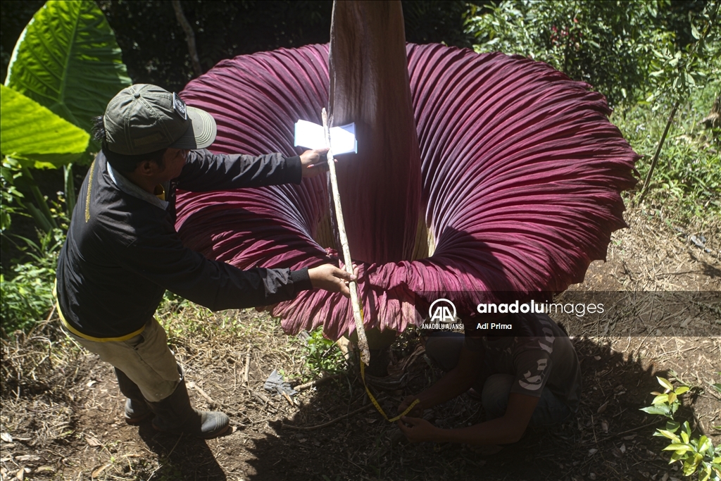 Endonezya'da kötü kokulu dev çiçek "Titan Arum" açtı