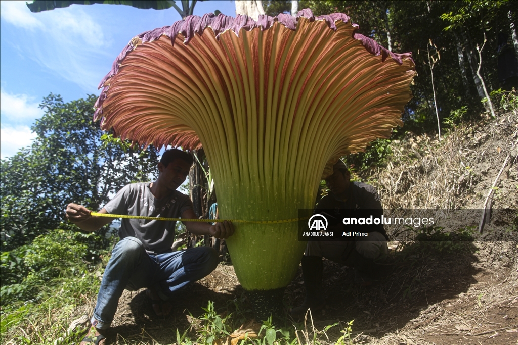 Endonezya'da kötü kokulu dev çiçek "Titan Arum" açtı