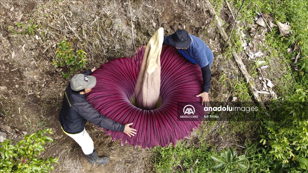 Endonezya'da kötü kokulu dev çiçek "Titan Arum" açtı