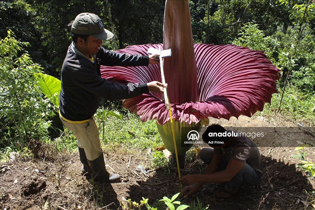 Endonezya'da kötü kokulu dev çiçek "Titan Arum" açtı