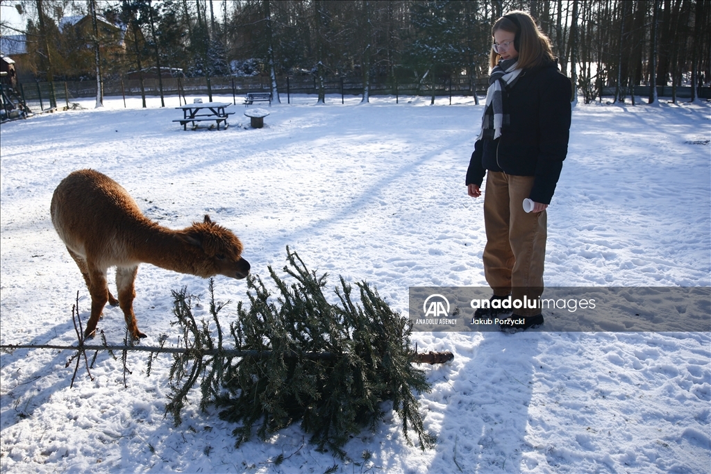 Old Christmas trees collected as animal snacks in Poland Anadolu Ajansı