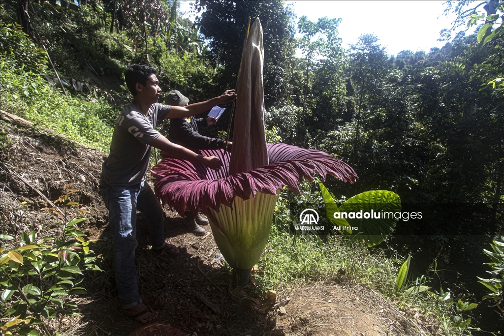 Endonezya'da kötü kokulu dev çiçek "Titan Arum" açtı