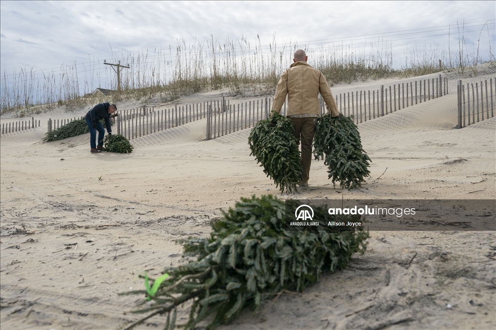 Kuzey Carolina'da eski Noel ağaçları erozyonla mücadele için kullanılıyor
