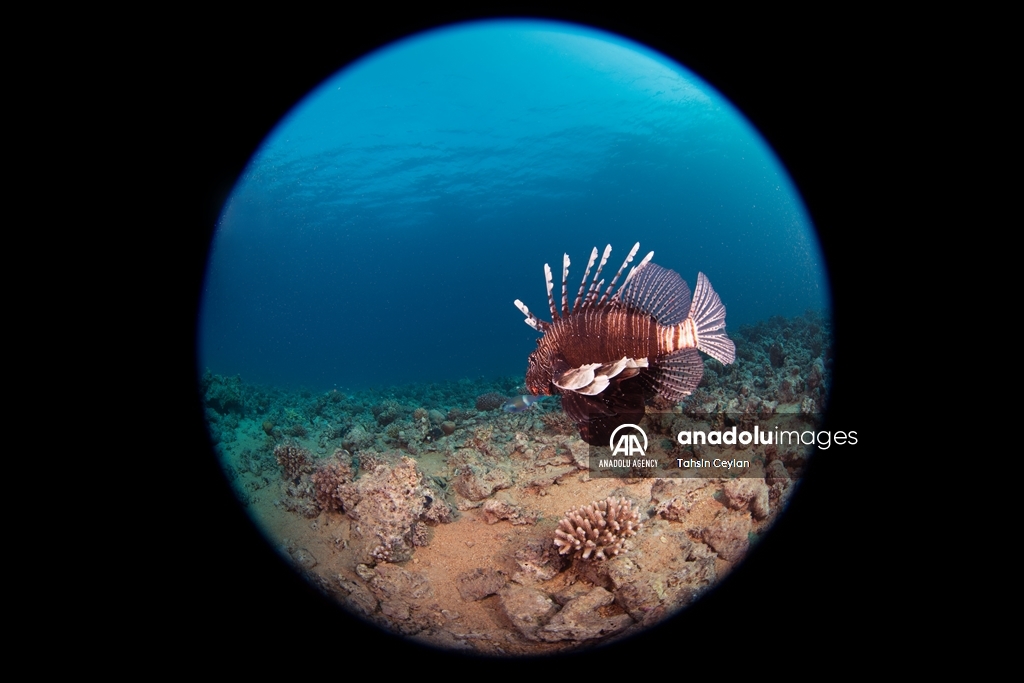 Marine life in the Red Sea