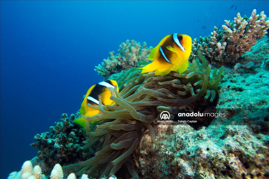 Marine life in the Red Sea