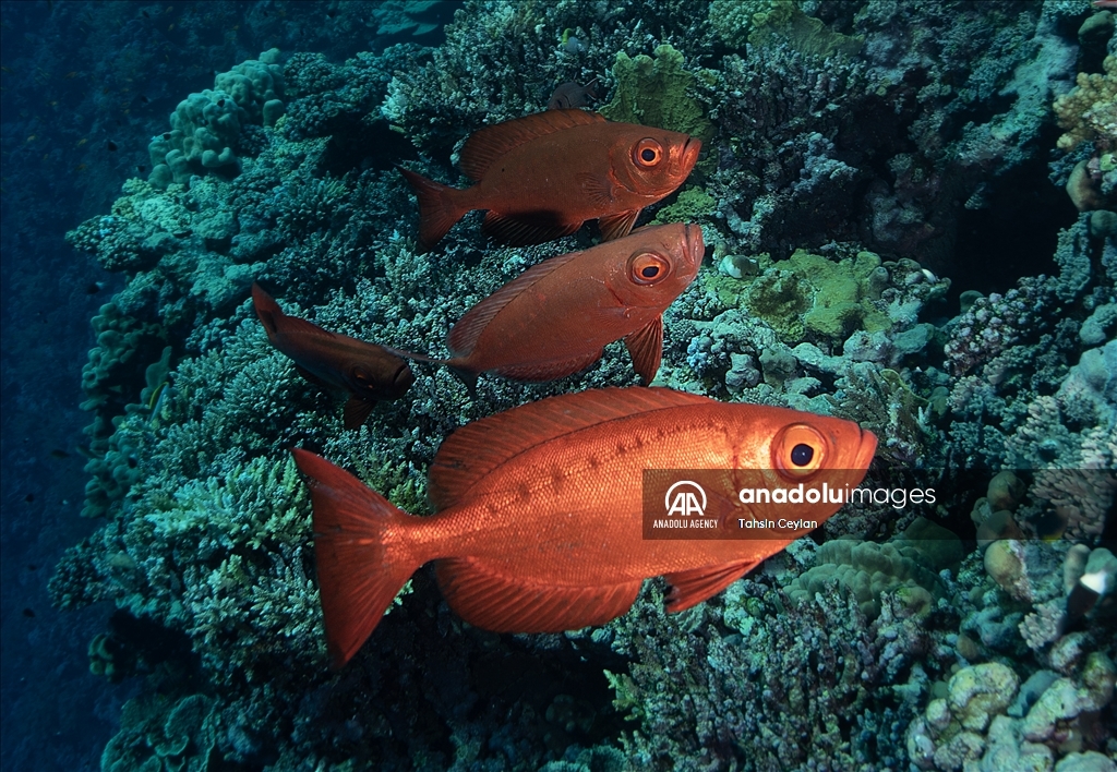 Marine life in the Red Sea