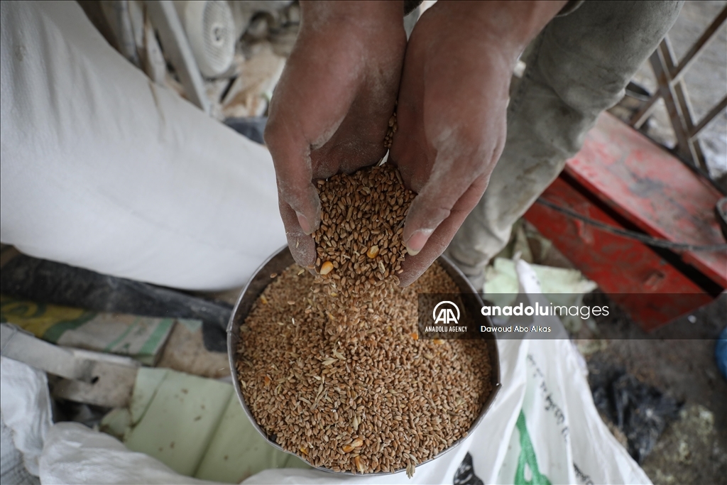 Palestinians forced to grind animal fodder to make bread due to wheat flour shortage