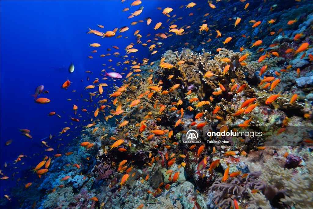 Marine life in the Red Sea