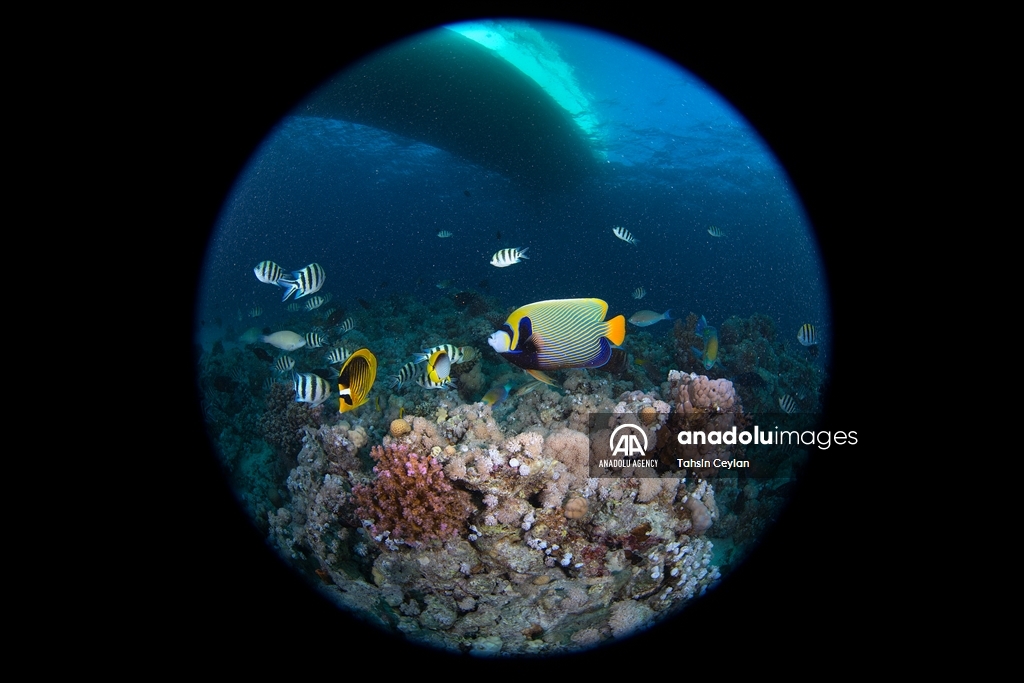 Marine life in the Red Sea