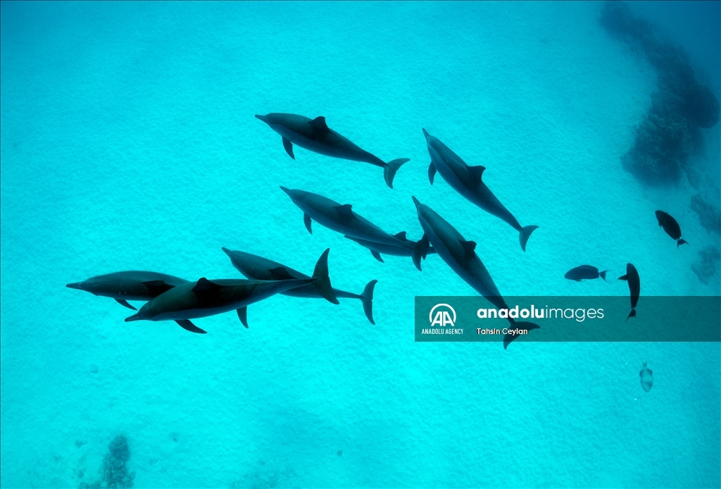 Marine life in the Red Sea