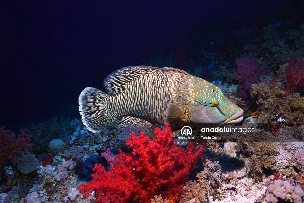 Marine life in the Red Sea