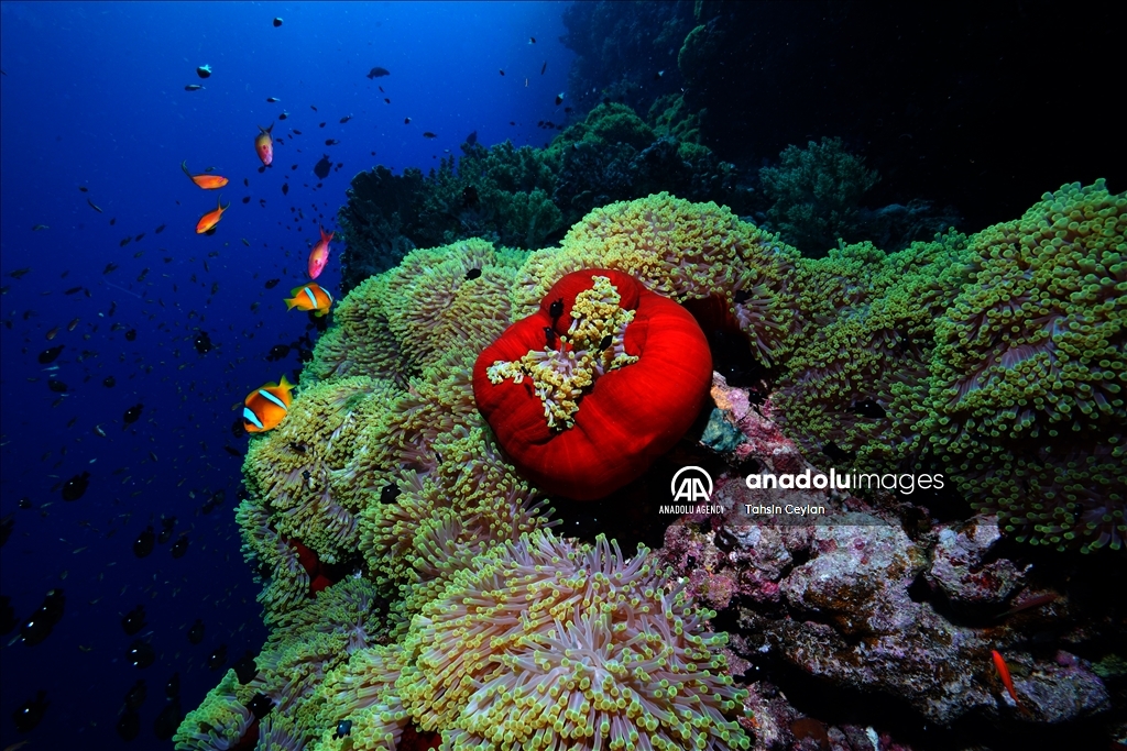 Marine life in the Red Sea