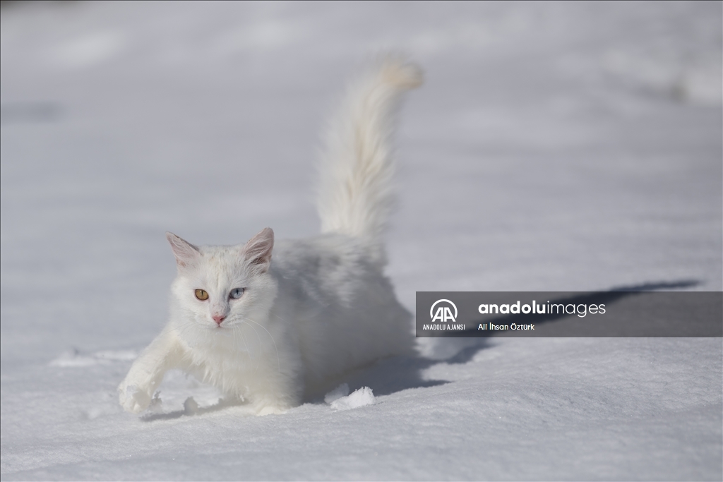 Van Kedileri, beyaz örtü üzerinde dolaşarak karın tadını çıkardı