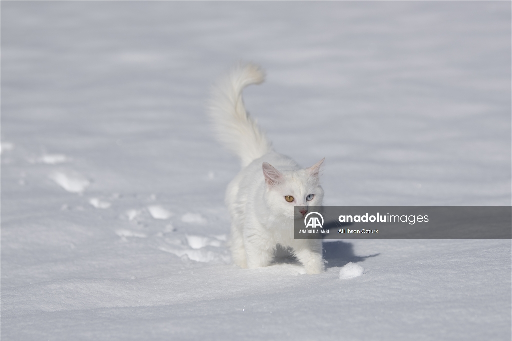 Van Kedileri, beyaz örtü üzerinde dolaşarak karın tadını çıkardı