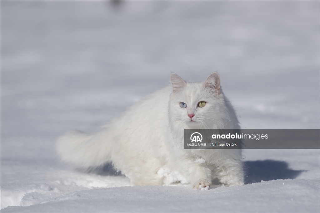 Van Kedileri, beyaz örtü üzerinde dolaşarak karın tadını çıkardı