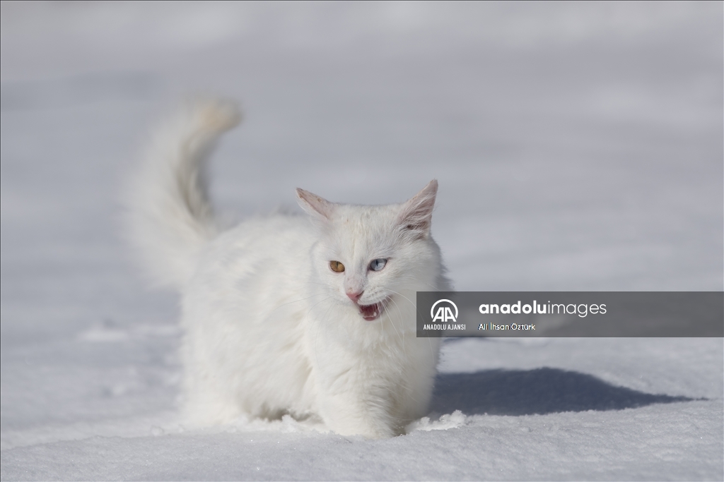 Van Kedileri, beyaz örtü üzerinde dolaşarak karın tadını çıkardı