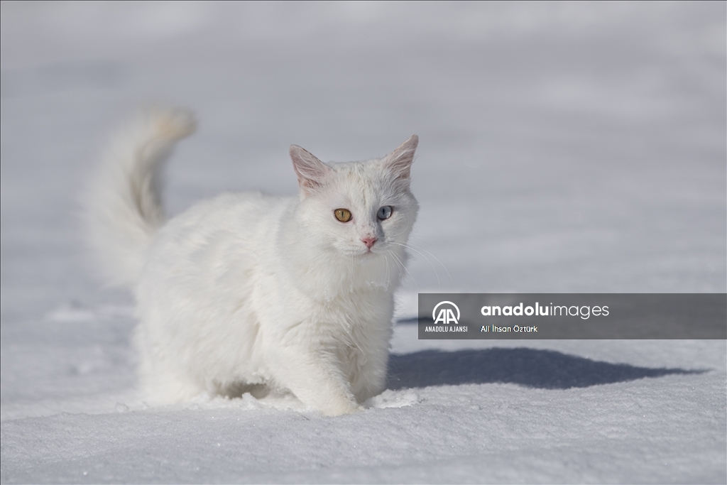 Van Kedileri, beyaz örtü üzerinde dolaşarak karın tadını çıkardı