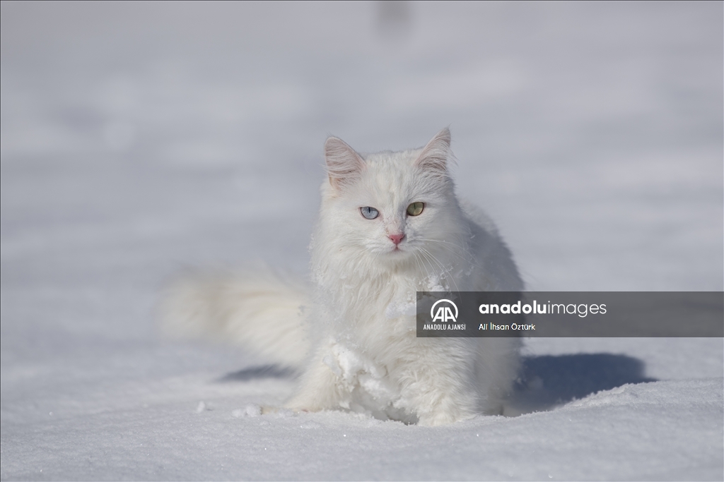 Van Kedileri, beyaz örtü üzerinde dolaşarak karın tadını çıkardı