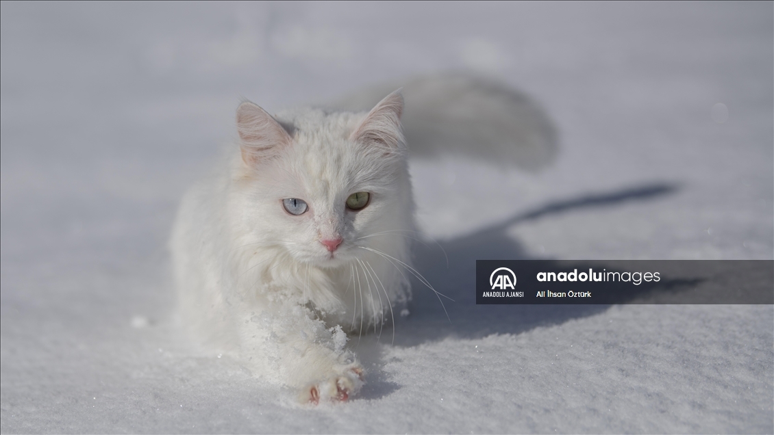 Van Kedileri, beyaz örtü üzerinde dolaşarak karın tadını çıkardı