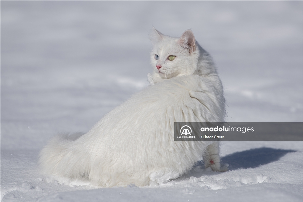 Van Kedileri, beyaz örtü üzerinde dolaşarak karın tadını çıkardı