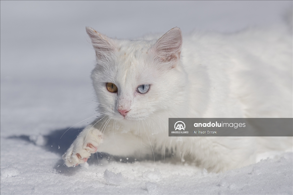 Van Kedileri, beyaz örtü üzerinde dolaşarak karın tadını çıkardı