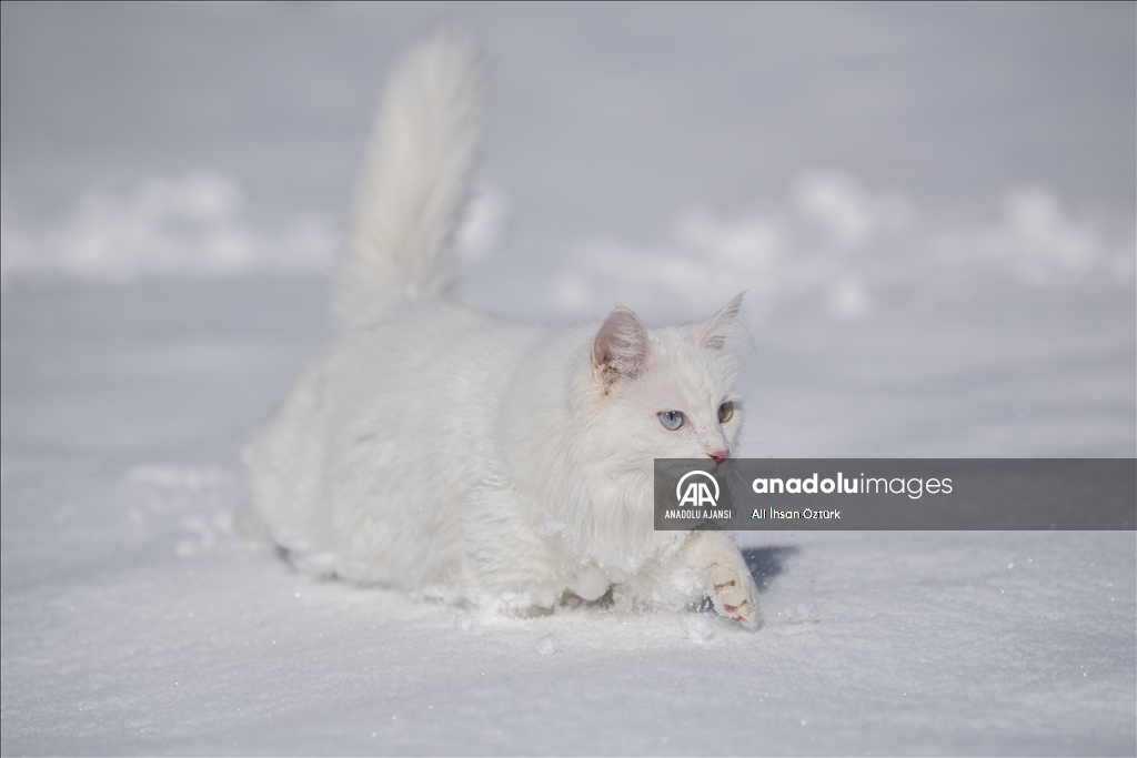 Van Kedileri, beyaz örtü üzerinde dolaşarak karın tadını çıkardı