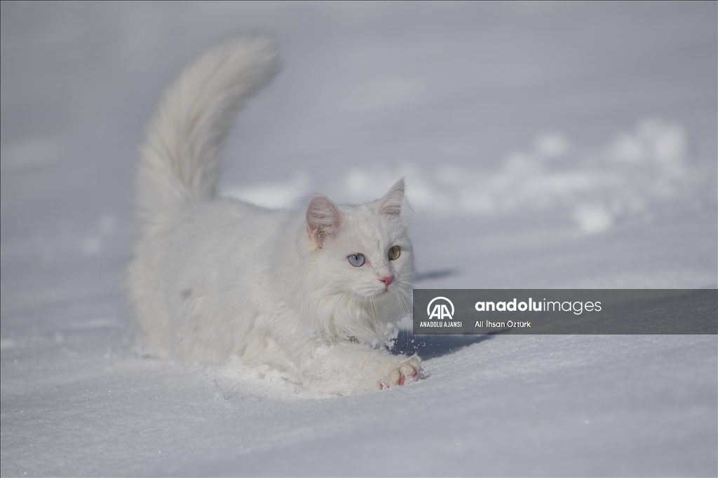 Van Kedileri, beyaz örtü üzerinde dolaşarak karın tadını çıkardı