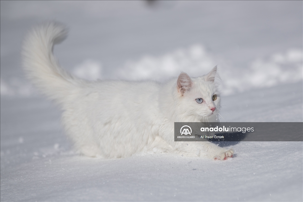 Van Kedileri, beyaz örtü üzerinde dolaşarak karın tadını çıkardı