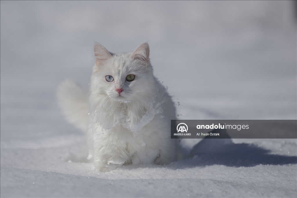 Van Kedileri, beyaz örtü üzerinde dolaşarak karın tadını çıkardı