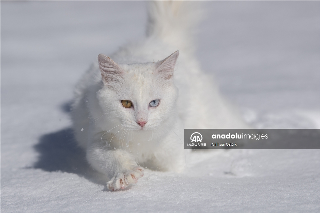 Van Kedileri, beyaz örtü üzerinde dolaşarak karın tadını çıkardı