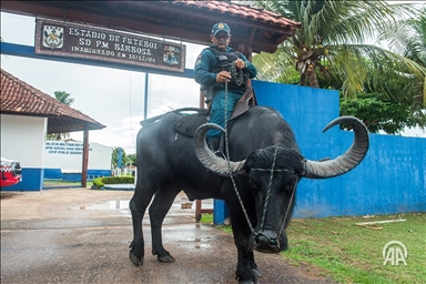 Na brazilskom ostrvu Marajo policija patrolira sa bivolima