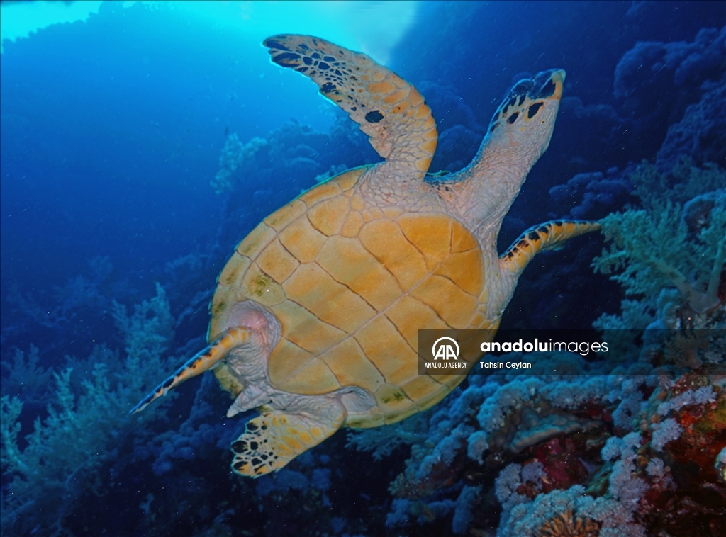 Черепахи Красного моря в объективе «Анадолу»