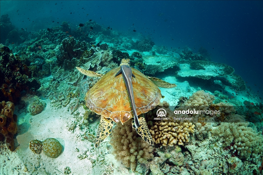 Черепахи Красного моря в объективе «Анадолу»