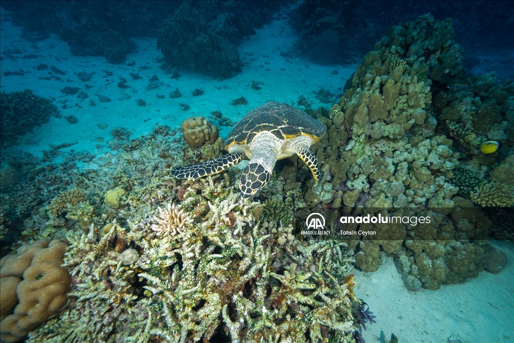 Черепахи Красного моря в объективе «Анадолу»