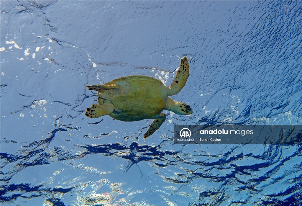 Черепахи Красного моря в объективе «Анадолу»