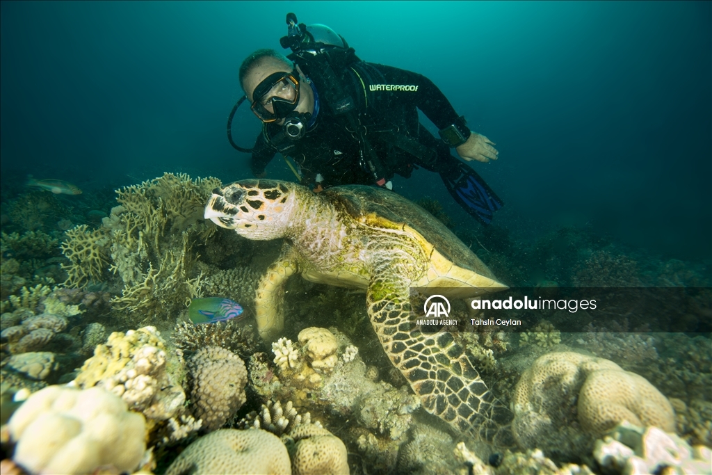 Черепахи Красного моря в объективе «Анадолу»