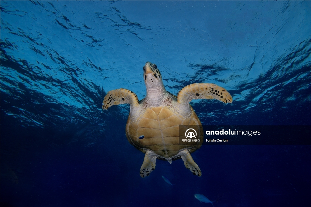Черепахи Красного моря в объективе «Анадолу»