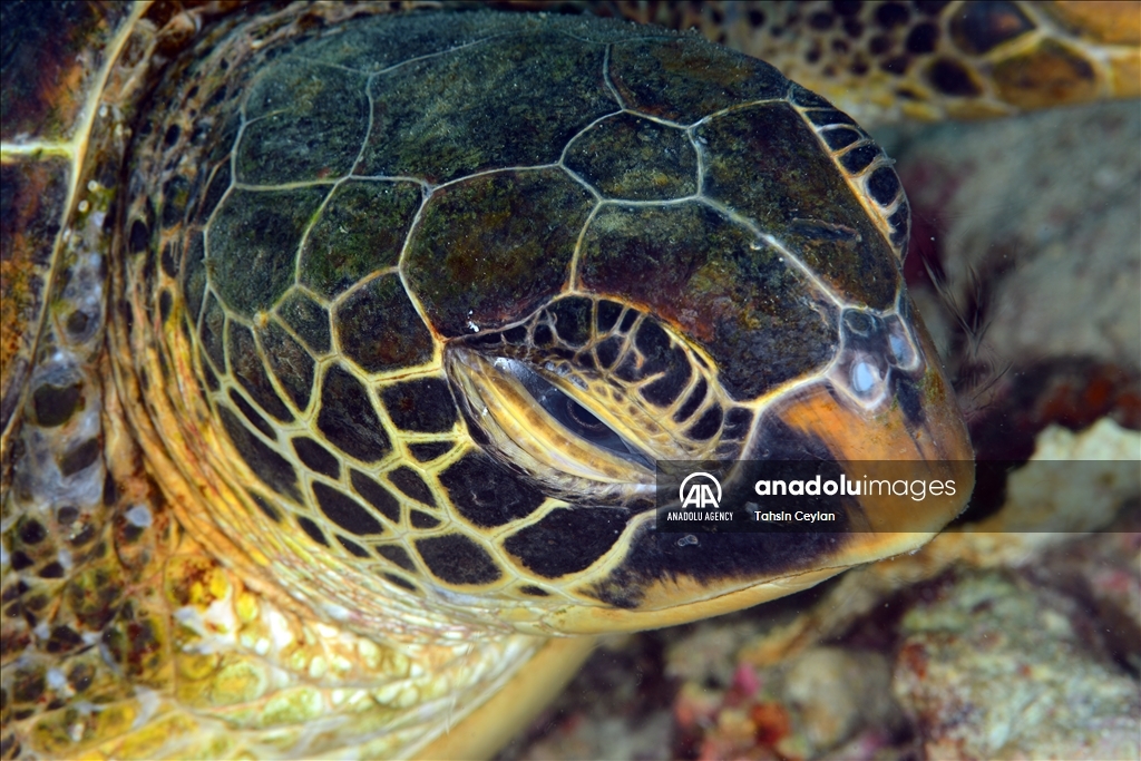 Черепахи Красного моря в объективе «Анадолу»