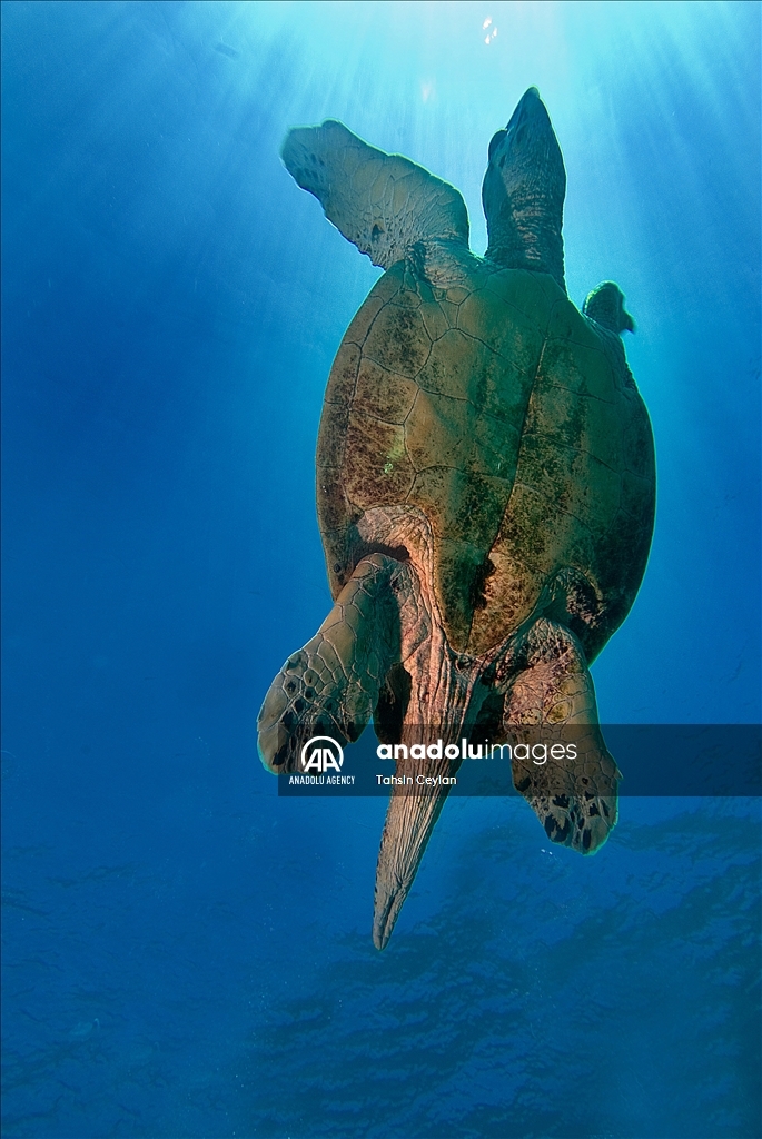 Черепахи Красного моря в объективе «Анадолу»