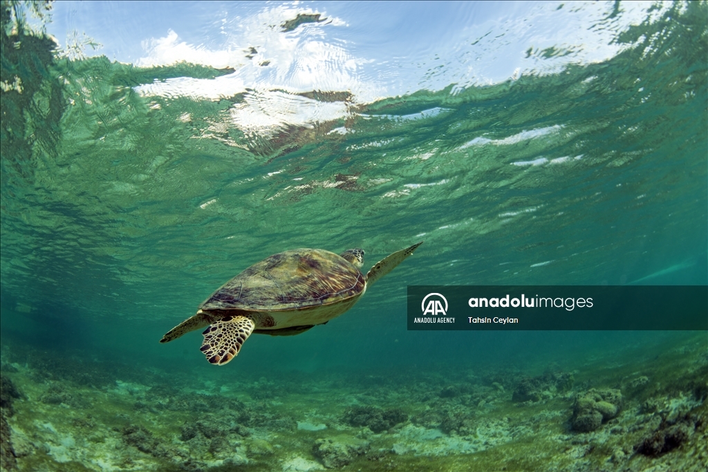 Черепахи Красного моря в объективе «Анадолу»