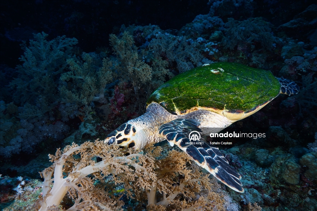 Черепахи Красного моря в объективе «Анадолу»