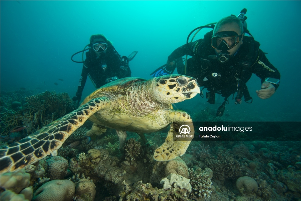 Черепахи Красного моря в объективе «Анадолу»